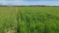 Wandernde Wiese - Wiesenstreifen und Einkornreihen auf Ackerstreifen 08.06.2022