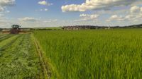 Wandernde Wiese - Wiesenstreifen und Einkornreihen auf Ackerstreifen 10.06.2022