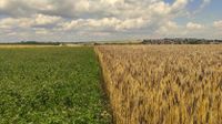 Wandernde Wiese - Wiesenstreifen und Einkornreihen auf Ackerstreifen 21.07.2022