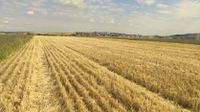 Wandernde Wiese - Wiesenstreifen und Einkornreihen auf Ackerstreifen 27.07.2022